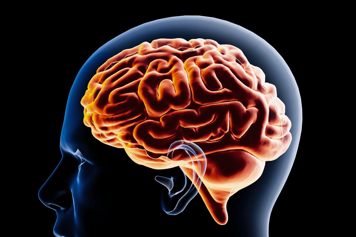 brain